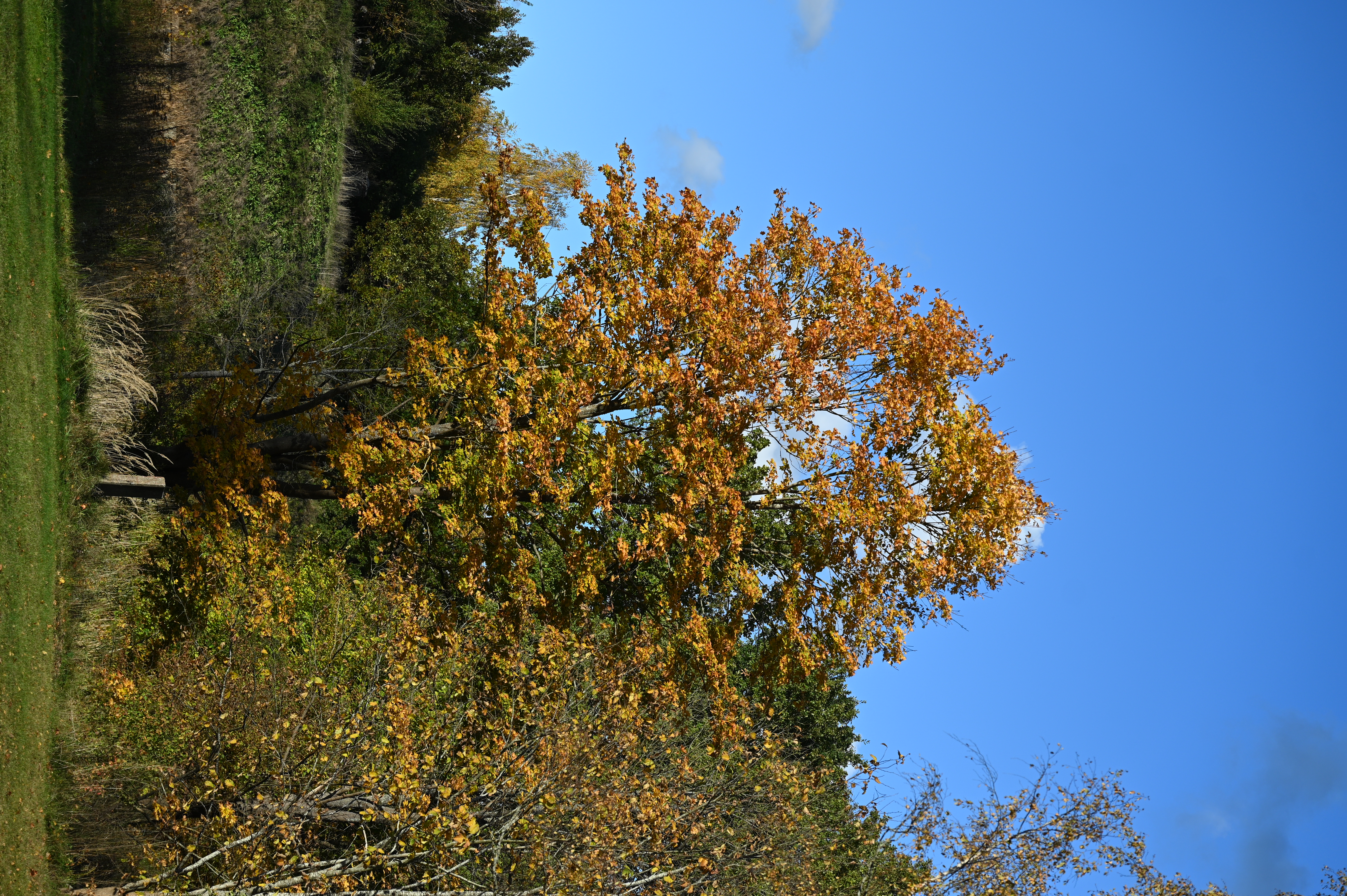 2025/10/18 - walk/DSC_0128.JPG